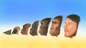 Impresiones de La evolución humana. El arte que muestra un instantáneo de la evolución de los humanos desde formas anteriores de vida Imágenes de mayo de 2008: Evolución humana, arte
