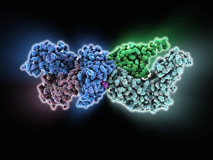 White Blood Cell Function Imprime: Human immune response molecule complex