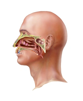 Sistema olfativo humano, arte