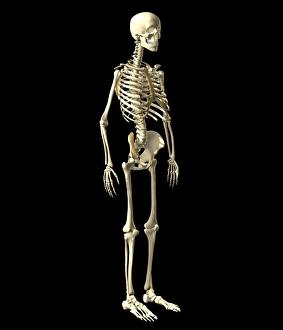 Esqueleto humano