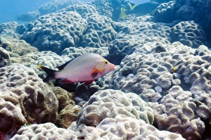 Hard Coral Species Imprime: Humpback snapper
