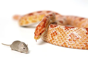 Imágenes de noviembre de 2012: La serpiente hambrienta mirando al ratón