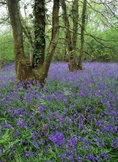 British Wildflowers In Bloom Imprime: Hyacinthoides nonscriptus