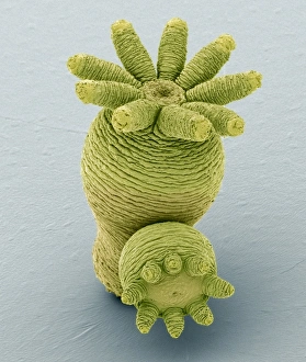 Coloured Scanning Electron Micrographs Imprime: Hydra budding, SEM