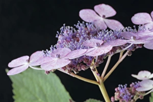 Blue Hydrangea Imprime: Hydrangea