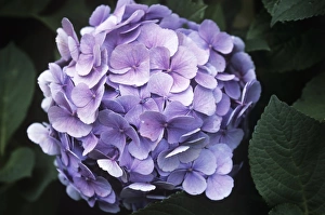 Blue Hydrangea Imprime: Hydrangea flower head