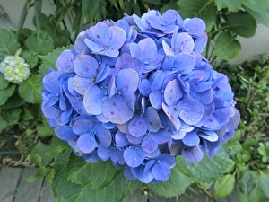 Hydrangeas In Bloom Imprime: Hydrangea flowerhead