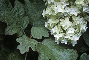 Hydrangea Paniculata Imprime: Hydrangea Grandiflora