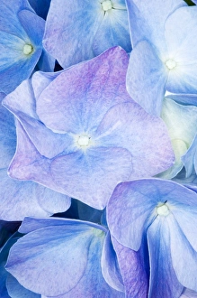 Hydrangea Macrophylla Imprime: Hydrangea (Hydrangea macrophylla)
