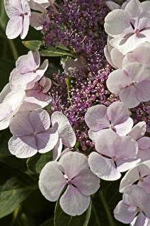 Hydrangea Macrophylla Imprime: Hydrangea macrophylla Teller Blanc