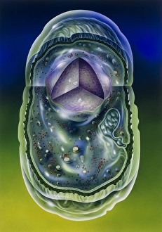 Imágenes fechadas en 1991: Ilustración de las estructuras de un bactero típico