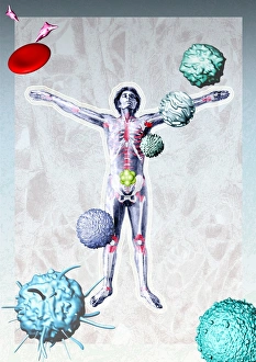 Skeletal System Anatomy Imprime: Immune system components