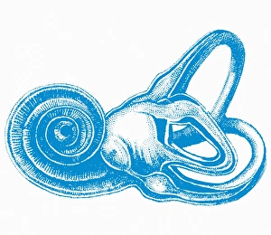 Inner Ear Anatomy Imprime: Inner ear