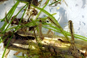 Aquatic Invertebrates Imprime: Insect larvae