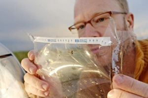 Impresiones de Caza de insectos. El fotógrafo examina los insectos que han golpeado su auto durante un viaje en coche Imágenes fechadas en septiembre de 2006: Trampa de insecto