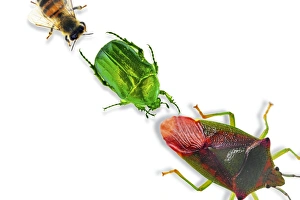 Bee Wildlife Photography Imprime: Insects
