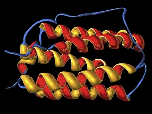 Molecular Biology Models Imprime: Interferon, molecular model