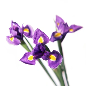 Bearded Iris Imprime: Iris (Iris sp. )