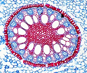 Imágenes fechadas el 27 de agosto de 2009: Raíz de iris, micrografía con luz tenue
