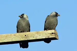 Perched Birds In Trees Imprime: Two Jackdaws