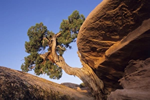 Juniper Tree Imprime: Juniper tree