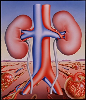 Human Kidney Anatomy Imprime: Kidneys