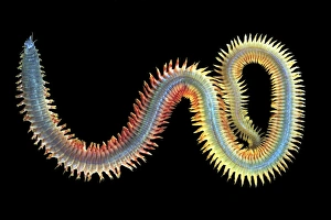Annelid Worms Imprime: King ragworm