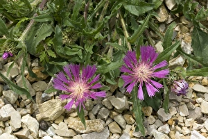 Knapweed Flowers Imprime: Knapweed (Centaurea pullata)