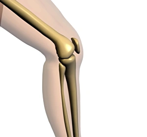 Human Skeletal System Imprime: Knee bones
