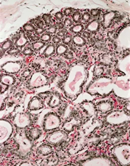 Cuerpo Humano Imprime: Técnico mamario lactante, micrografía de luz fina