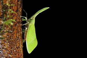 Malaysian Wildlife Photos Imprime: Lantern bug