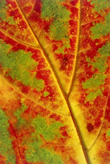 Maple Leaf Imprime: Leaf detail