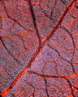 Light Micrograph Imprime: Leaf anatomy, light micrograph