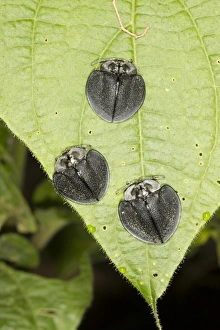 Leaf Beetles Imprime: Leaf beetles