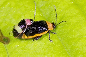 Impresiones de Las escarabajos de hoja (familia: Chrysomelidae) se reproducen. La diferencia en ambos el tamaño y las colores del macho y hembra es un ejemplo de dimorfismo sexual Imágenes fechadas en diciembre de 2012: Hormigas de hoja se reproducen