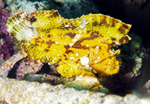 Tropical Marine Animals Imprime: Leaf fish