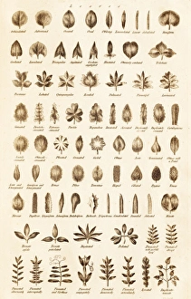 18th Century Encyclopedia Imprime: Leaf Forms C017 / 3525