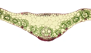 Impresiones de El midríb de la hoja. Micrografía lumínica (LM) de una sección a través del midríb de una hoja de planta con semillas monocotiledónicas Imágenes fechadas en diciembre de 2007: Vértice del tallo de hoja, imagen micrográfica suave