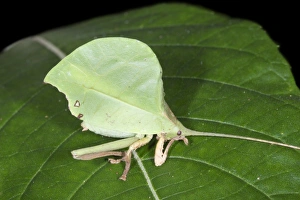 Camouflage Insects Imprime: Leaf-mimic katydid