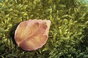 Moss Covered Leaves Imprime: Leaf on moss