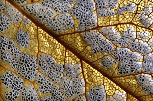 Plant Cell Structure Imprime: Leaf skeleton