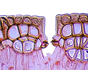 Light Micrograph Imprime: Leaf stomata, light micrograph