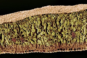 Imágenes de julio de 2004: Estructura de la hoja, SEM