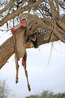 Panthera Pardus Behavior Imprime: Leopard with kill C018 / 9195