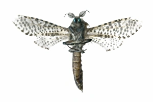Spanish Insects Imprime: Leopard moth C016 / 2302