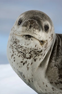 Leopard Seal Imprime: Leopard seal