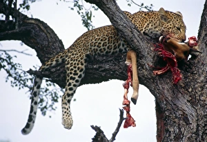 Impresiones de El leopardo alimentándose de un depredado en una árbol. El (Panthera pardus) se alimenta de un kill en un árbol Imágenes de 2000: El león en el árbol