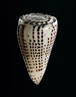 Dangerous Sea Creatures Imprime: Lettered cone shell C019 / 1315