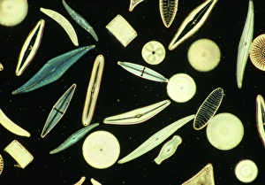 Imágenes de 1990: Microscopio de luz de variedades de diatomeas