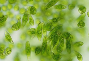 Protozoa Micrograph Imprime: Light micrograph of a group of Euglena gracilis